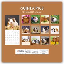 „GUINEA PIGS“, „16-Month 2027 Calendar“. Fotos von Meerschweinchen in verschiedenen Posen und Umgebungen auf orangefarbenem Hintergrund.
