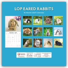 "Lop Eared Rabbits", "16-Month 2027 Calendar". Verschiedene Hasen auf farbenfrohen Fotos. Ein Kalenderblatt für Januar 2027.