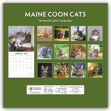 "Maine Coon Cats: 16-Month 2027 Calendar" mit Katzenfotos und einem Kalendarium für Januar 2027 auf grünem Hintergrund.