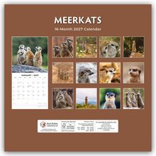 "MEERKATS 16-Month 2027 Calendar" auf braunem Hintergrund. Bilder von Erdmännchen in verschiedenen Posen.