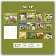 Titel: "SHEEP 16-Month 2027 Calendar". Januar 2027: Zwei Schafe auf Wiese. Weitere Schafbilder in Reihen. Unten Preisdetails.
