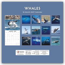 "WHALES", "16-Month 2027 Calendar". Unterwasser- und Sprungbilder von Walen in Quadraten. Januar 2027 Kalenderblatt.
