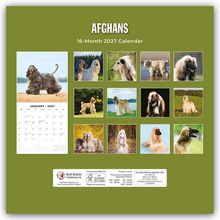 AFGHANS 16-Month 2027 Calendar. Verschiedene Bilder von Afghanischen Windhunden. Januarkalender unten links.