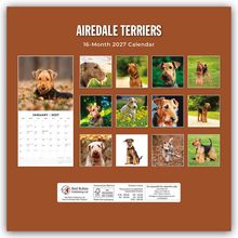 Airedale Terriers: 16-Month 2027 Calendar. Fotos von Airedale Terriern, darunter ein Kalenderblatt für Januar 2027.