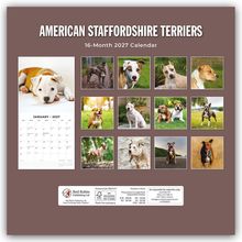 „American Staffordshire Terriers 16-Month 2027 Calendar“. Fotos von Hunden in verschiedenen Posen und Landschaften.