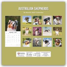 "AUS. SHEPHERDS" oben. "16-Month 2027 Calendar". Versch. Fotos von Australian Shepherds in grüner Gestaltung.