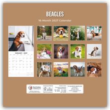 "Beagles", "16-Month 2027 Calendar", "January 2027". Mehrere Fotos von Beagles in verschiedenen Posen.