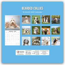 "Bearded Collies, 16-Month 2027 Calendar." Verschiedene Fotos von Bearded Collies in verschiedenen Landschaften und Posen.