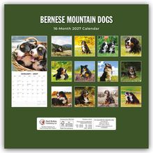 "BERNESE MOUNTAIN DOGS, 16-Month 2027 Calendar." Bilder von Bernhardiner-Hunden in verschiedenen Landschaften.