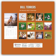 "BULL TERRIERS", "16-Month 2027 Calendar". Verschiedene Fotos von Bull Terriern auf orangefarbenem Hintergrund.