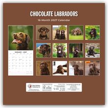 "CHOCOLATE LABRADORS, 16-Month 2027 Calendar." Mehrere Bilder von braunen Labradoren, ein Monatskalender für Januar 2027.