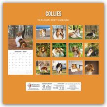 Text: "COLLIES", "16-Month 2027 Calendar", "JANUARY 2027". Bilder von Collies auf orangenem Hintergrund mit einem Kalendarium.