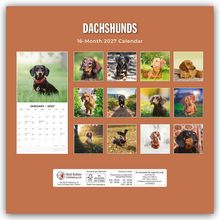 „Dachshunds“, „16-Month 2027 Calendar“. Fotos von Dackeln in verschiedenen Posen und Hintergründen.