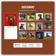 "DOBERMANS", "16-Month 2027 Calendar". Zwölf Fotos von Dobermännern in verschiedenen Posen. Links ein Kalenderblatt.