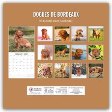 "DOGUES DE BORDEAUX", "16-Month 2027 Calendar"; Bilder von Dogge-Welpen und erwachsenen Hunden in verschiedenen Posen.