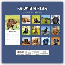 "FLAT-COATED RETRIEVERS. 16-Month 2027 Calendar." Oben, 13 Fotos von Flat-Coated Retrievers, darunter ein Januarkalender.