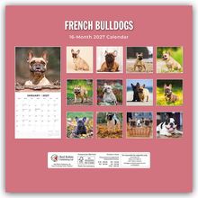 "French Bulldogs", "16-Month 2027 Calendar". Fotos von verschiedenen französischen Bulldoggen auf rosa Hintergrund.