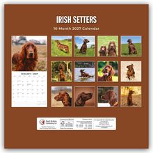 IRISH SETTERS, 16-Month 2027 Calendar. Verschiedene Bilder von Irish Setters in verschiedenen Umgebungen, Kalenderabdruck.