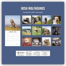 "IRISH WOLFHOUNDS", "16-Month 2027 Calendar". Verschiedene Fotos von Irish Wolfhounds, darunter ein Monatskalender für Januar.