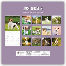 "JACK RUSSELLS, 16-Month 2027 Calendar." Zwölf Fotos von Jack Russell Terriern in verschiedenen Posen und Landschaften.