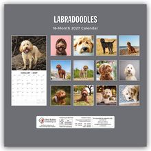"Labradoodles - 16-Month 2027 Calendar." Bilder von Labradoodles in unterschiedlichen Posen und Landschaften.