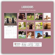 "Labradors", "16-Month 2027 Calendar". Kalenderblätter und Fotos von Labradoren in verschiedenen Posen.