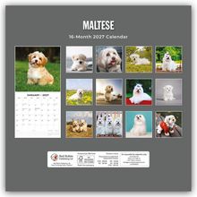 "MALTESE, 16-Month 2027 Calendar" und "JANUARY 2027". Zwölf quadratische Bilder von Malteser-Hunden.