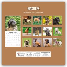 "Mastiffs", "16-Month 2027 Calendar". Verschiedene Fotos von Mastiffs auf braunem Hintergrund. Januar 2027 Kalenderblatt.