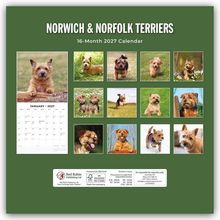 "Norwich & Norfolk Terriers. 16-Month 2027 Calendar." Kalender mit 13 Bildern von Terriern in verschiedenen Posen und Umgebungen.
