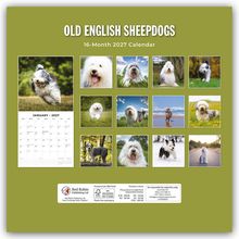 OLD ENGLISH SHEEPDOGS, 16-Month 2027 Calendar. Zwölf Fotos von flauschigen Old English Sheepdogs und ein Kalenderblatt für Januar.