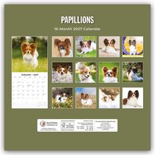 "Papillions. 16-Month 2027 Calendar." Verschiedene Fotos von Papillon-Hunden auf grünem Hintergrund. Links ist ein Kalenderblatt.