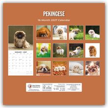 "PEKINGESE, 16-Month 2027 Calendar" und "JANUARY 2027". Viele Bilder von Pekinesen in verschiedenen Posen auf braunem Hintergrund.