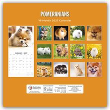 "POMERANIANS" und "16-Month 2027 Calendar". Verschiedene Fotos von niedlichen Zwergspitzen auf orangefarbenem Hintergrund.