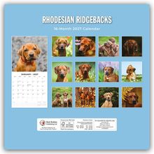 „RHODESIAN RIDGEBACKS“, „16-Month 2027 Calendar“. Hundebilder mit verschiedenen Rhodesian Ridgebacks auf blauem Hintergrund.