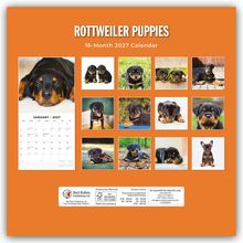 "ROTTWEILER PUPPIES" und "16-Month 2027 Calendar" in Weiß auf orange. Fotos von niedlichen Rottweiler-Welpen.