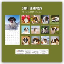 "SAINT BERNARDS", "16-Month 2027 Calendar". Zwölf Fotos von Bernhardiner-Hunden auf grünem Hintergrund.