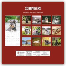 SCHNAUZERS. 16-Month 2027 Calendar. Fotos von Schnauzern in verschiedenen Szenen. Januar 2027 ist prominent.