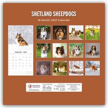 "Shetland Sheepdogs", "16-Month 2027 Calendar". Fotos von Shetland Sheepdogs in verschiedenen Szenen und Jahreszeiten.