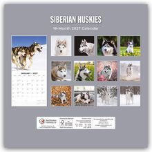 "SIBERIAN HUSKIES", "16-Month 2027 Calendar". Bilder von Huskies: Schnee, Blumenwiese, Herbstlaub, Porträtaufnahmen.