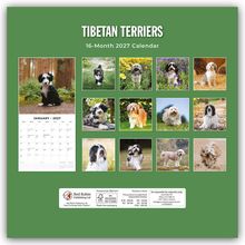 "TIBETAN TERRIERS" und "16-Month 2027 Calendar" auf grünem Hintergrund. Zwölf Fotos von Hunden, darunter ein Kalendermonat.