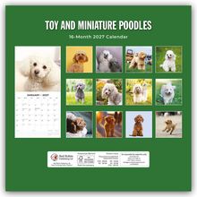 "TOY AND MINIATURE POODLES. 16-Month 2027 Calendar." Bilder von verschiedenen kleinen Pudeln in einer grünen Collage.