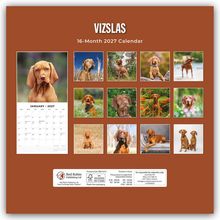 „VIZSLAS“, „16-Month 2027 Calendar“: Ein Kalender mit Fotos von Vizsla-Hunden. Links: Januar 2027, rechts: weitere Fotos.