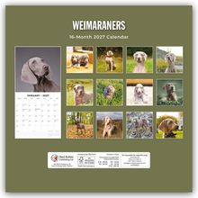 "Weimaraners, 16-Month 2027 Calendar". Fotos von Weimaranern in verschiedenen Posen und Landschaften.