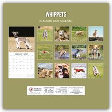 WHIPPETS 16-Month 2027 Calendar. Fotos von Whippets in verschiedenen Posen und Umgebungen, darunter Gras und Wasser.