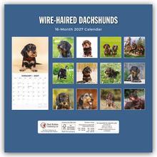 "Wire-Haired Dachshunds 16-Month 2027 Calendar" zeigt mehrere Fotos von rauhaarigen Dackeln in verschiedenen Posen.