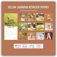 "Yellow Labrador Retriever Puppies", "16-Month 2027 Calendar", "January 2027". Bilder von Labradorwelpen.