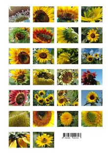 Michael Schilling: Sonnenblumen, Buch