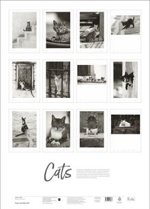 "Cats" steht groß geschrieben darunter ein kurzer Erklärungstext. Oben sind zwölf Schwarzweißfotos von Katzen.