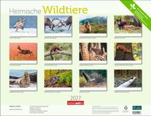 "Heimische Wildtiere" zeigt monatliche Naturfotos: Rotfuchs, Rothirsche, Alpenmurmeltier, Wildschwein, Reh, Baummarder, Zwergmaus, Eichhörnchen, Kegelrobbe, Braunbrustigel, Graugans, Dachs.