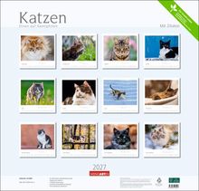 "Katzen: Diven auf Samtpfoten mit Zitaten. Kalenderblätter mit Fotos von Katzen für jeden Monat des Jahres 2027."